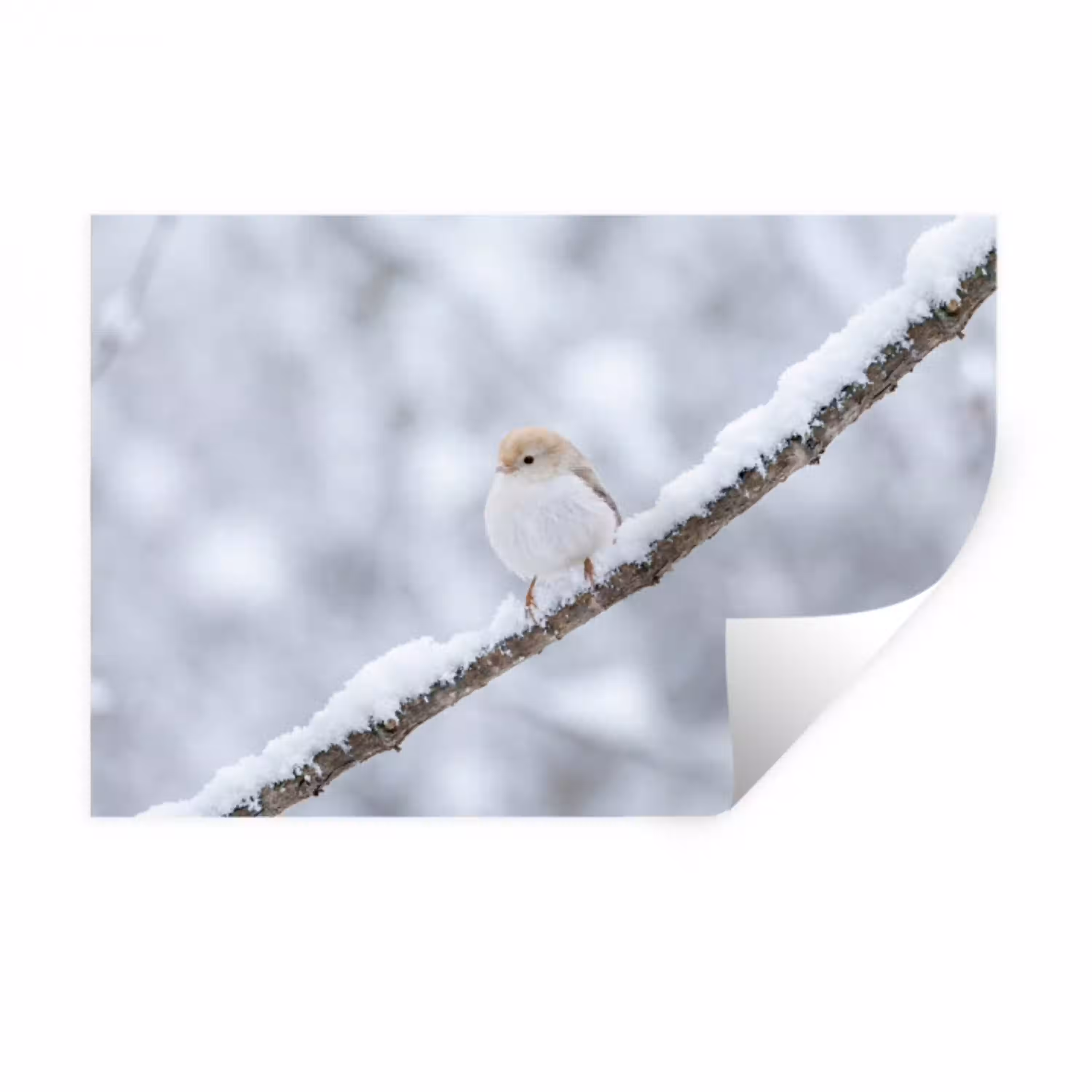 Vogeltje - Sneeuw - Tak - Winter - Zacht Muursticker klein -3d