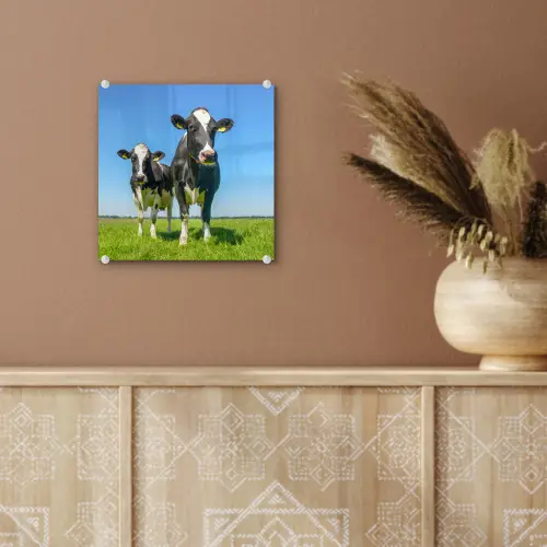 Koeien - Weiland - Gras - Dieren - Boerderij plexiglas 5mm klein -sfeer5