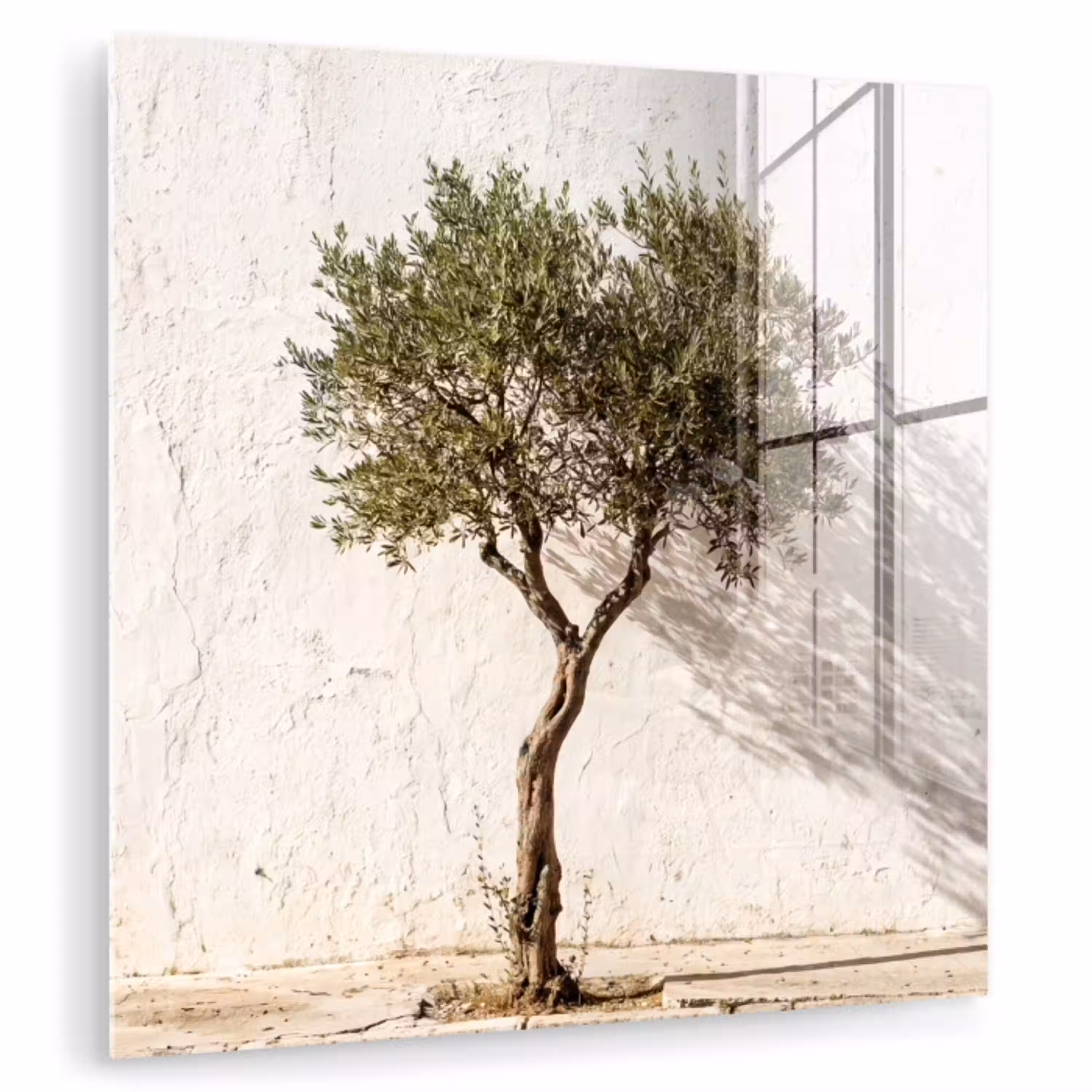 Olijfboom - muur - wit plexiglas 5mm klein -zzzproduct_nieuw