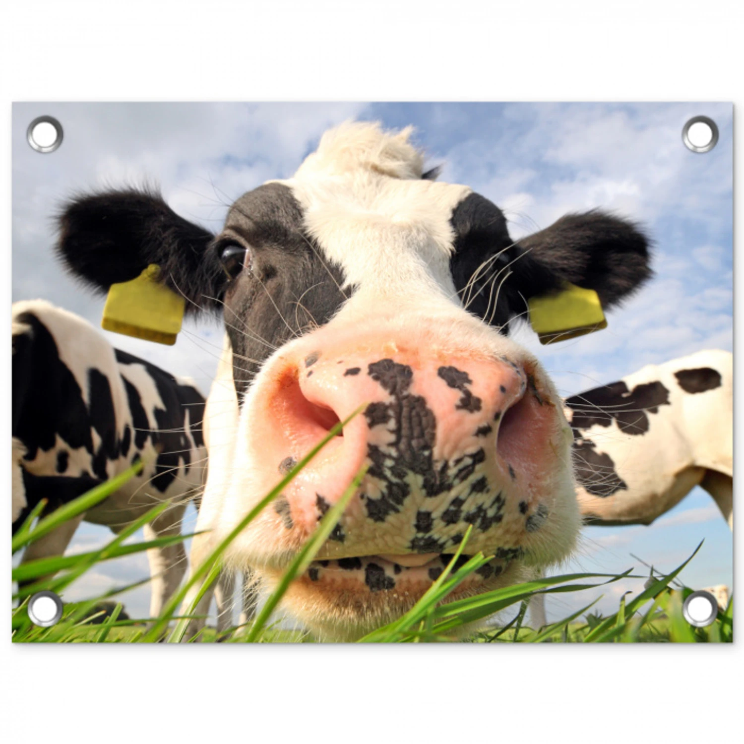 Nieuwsgierige koe in close-up tuinposter los doek klein -3d
