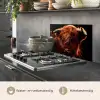 Schotse hooglander - Koe - Hoorns - Portret - Dieren keuken achterwand spatscherm klein -usp_NL