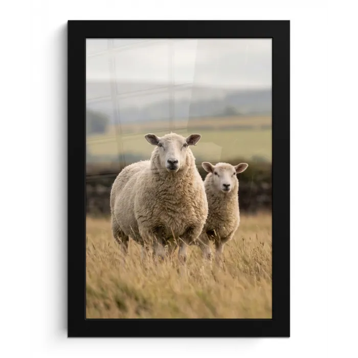Schapen - Weidenlandschap - Heuvels fotolijst zwart zonder passe partout klein -3d