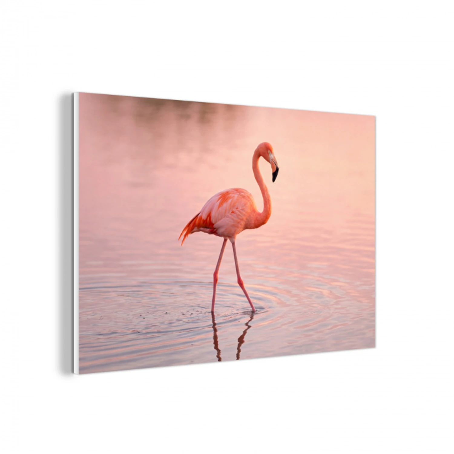 Flamingo - Water - Roze forex 5mm xxl -3d