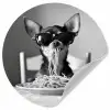 Chihuahua - Hond - Zonnebril - Humoristisch - Zwart - Wit - Spaghetti Wandcirkel behangsticker klein -3d