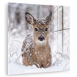 Hert - Sneeuw - Bos - Dieren - Vertederend plexiglas 5mm klein -zzzproduct_nieuw