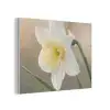Narcis - Bloem - Minimalistisch PET vilt klein -3d