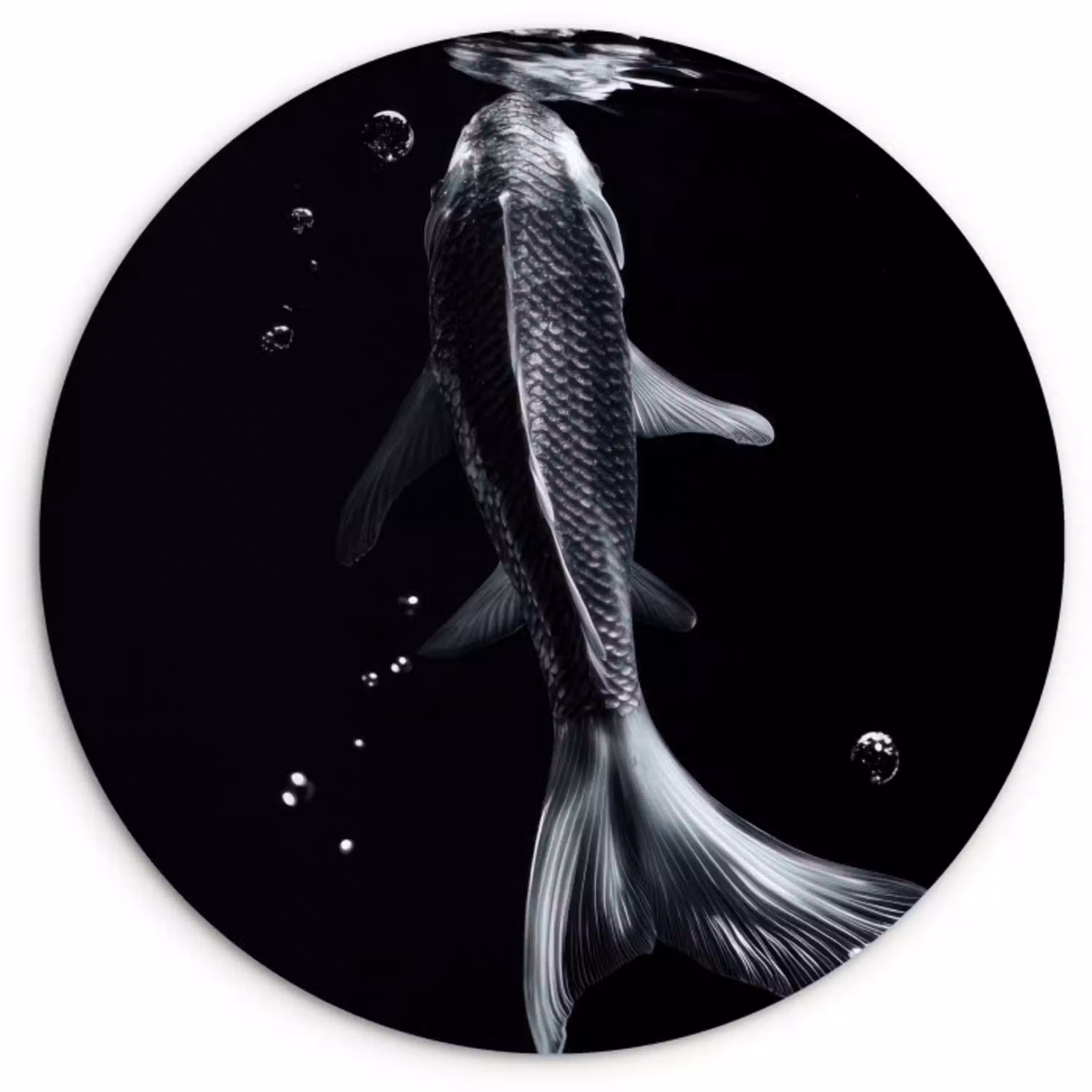 Koi - Vissen - Water - Zwart Wandcirkel kunststof plaat 5mm dik klein -3d