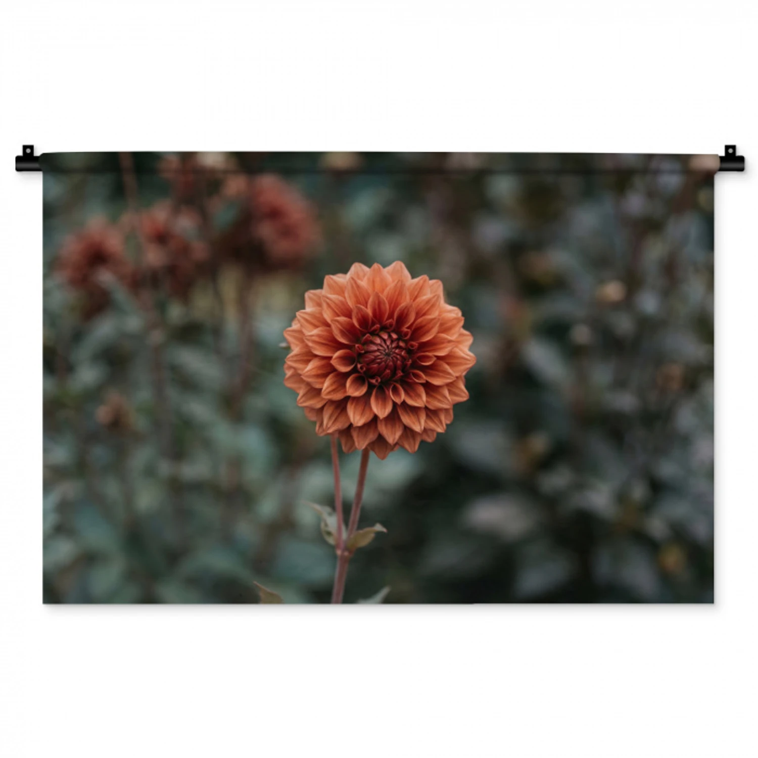 Dahlia - Bloem - Natuur - Sfeervol Wandkleed katoen middel -zz3d