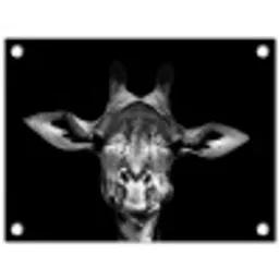 Giraffe portret in zwart-wit tuinposter los doek klein -3d