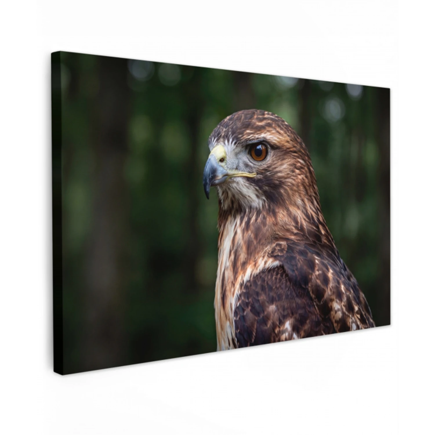 Buizerd - Roofvogel - Natuur - Bruin canvas 2cm klein -z3d