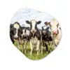 Koeien - Weiland - Dieren - Natuur - Gras Wandcirkel Organisch Forex 3mm klein -3d