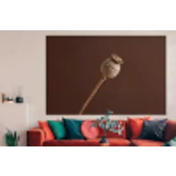 Papaverbol - Droogbloem - Bruin - Minimalistisch forex 5mm xxl -woonkamer