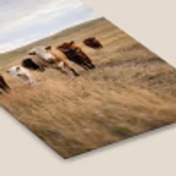 Runderen - Kudde - Landschap - Weide - Rustig fotolijst zwart zonder passe partout klein -zsfeer6