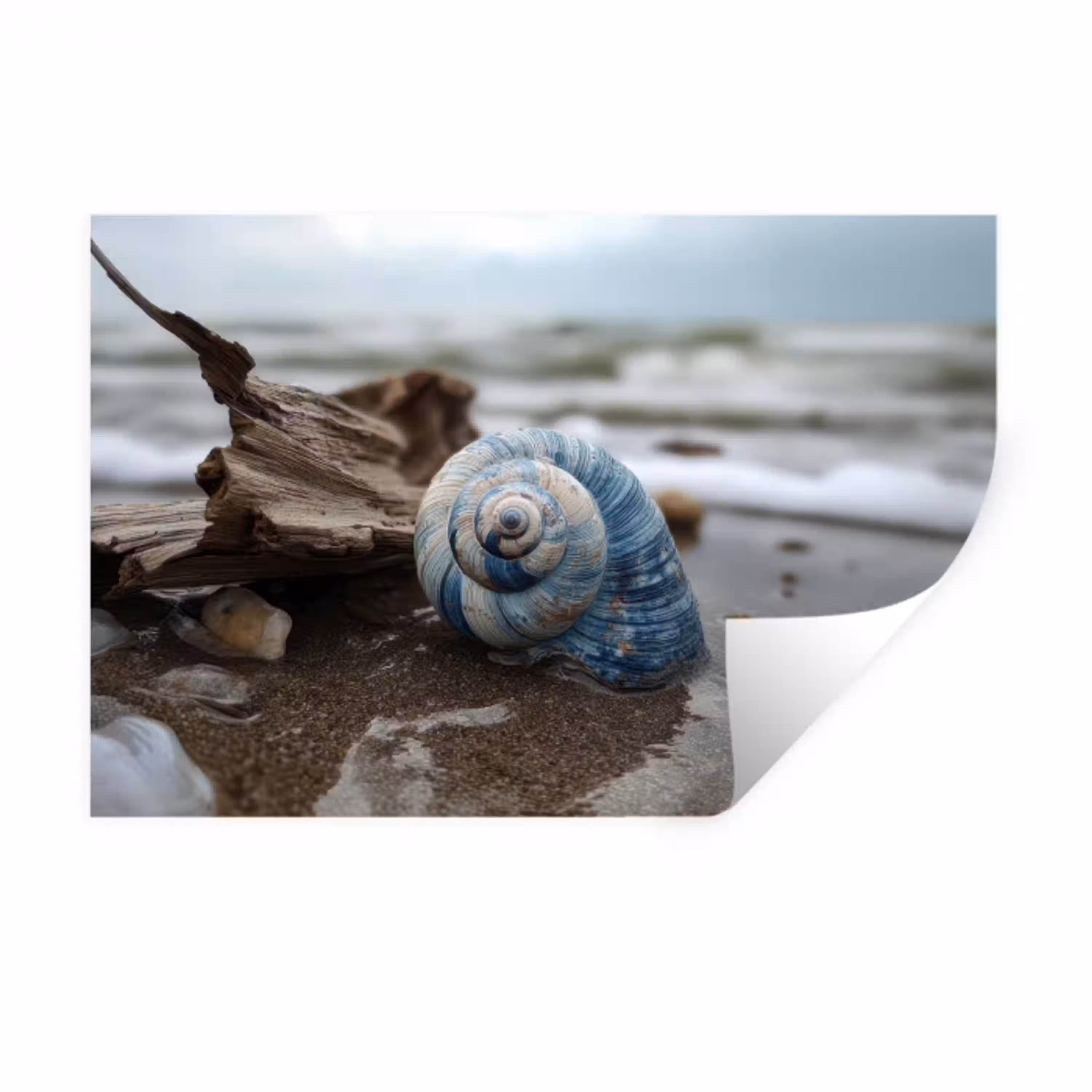 Schelp - Strand - Blauw - Zee Muursticker klein -3d