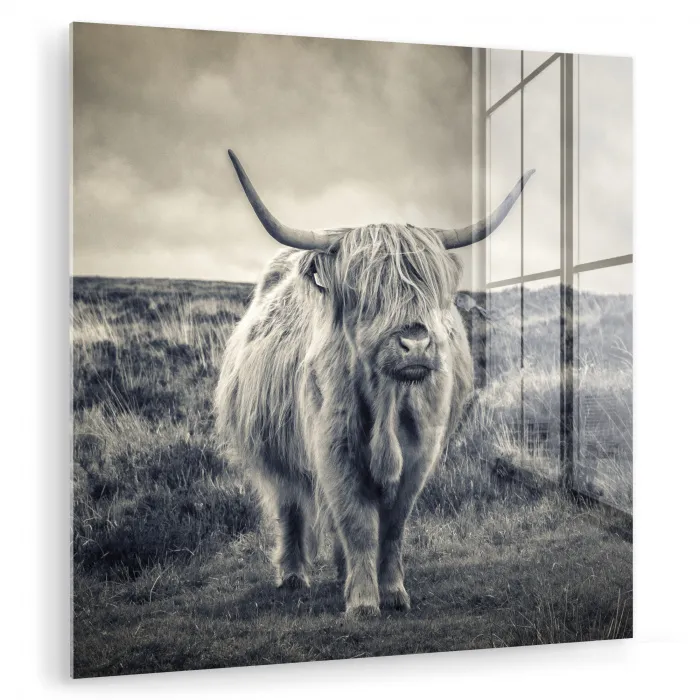 Schotse hooglander - Dieren - Wolken - Koe - Natuur plexiglas 5mm klein -zzzproduct_nieuw