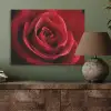 Rood - Roos - Romantisch PET vilt klein -sfeer2