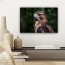 Buizerd - Roofvogel - Natuur - Bruin canvas 2cm klein -sfeer6