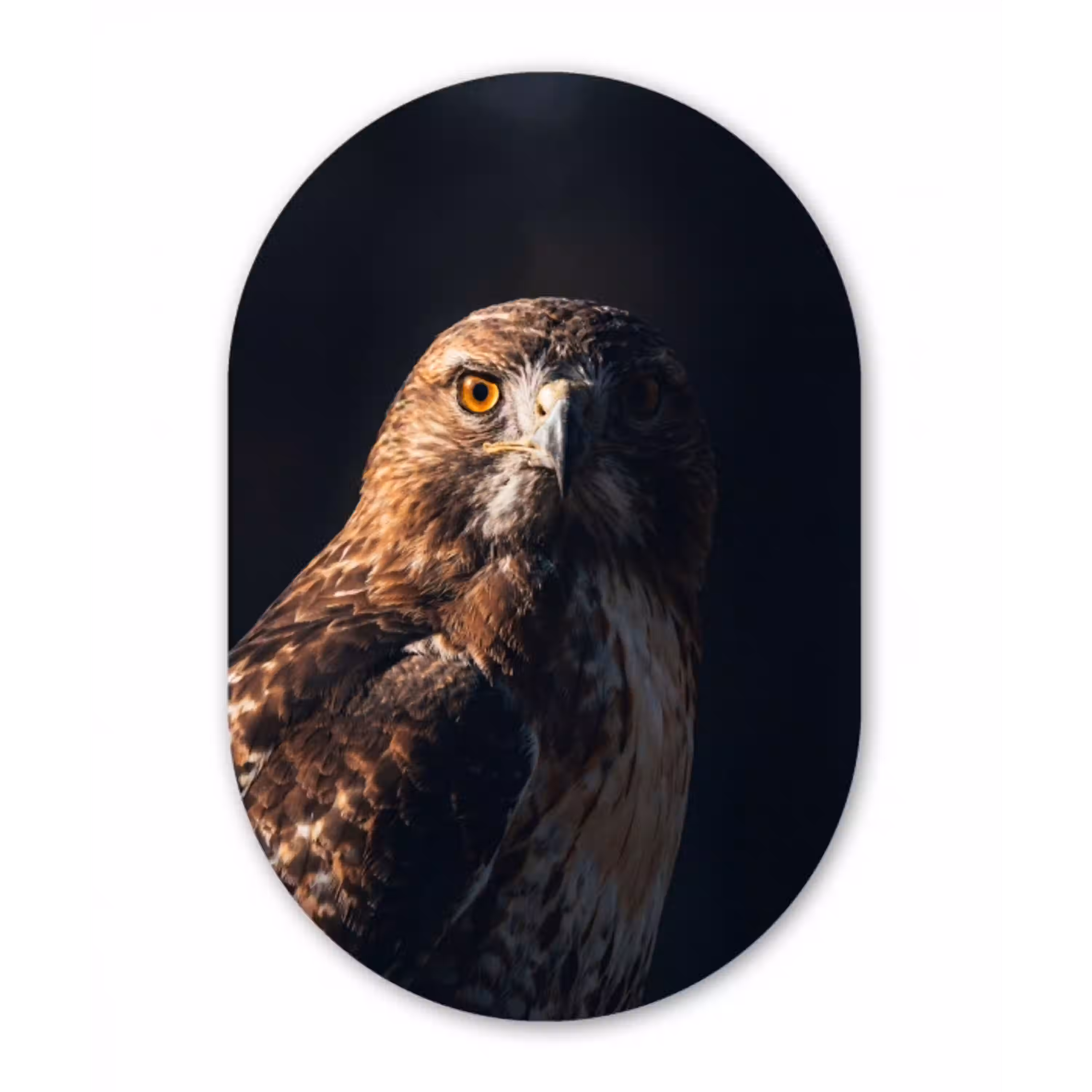 Roofvogel - Buizerd - Bruin Wandcirkel Ovaal Aluminium middel -3d