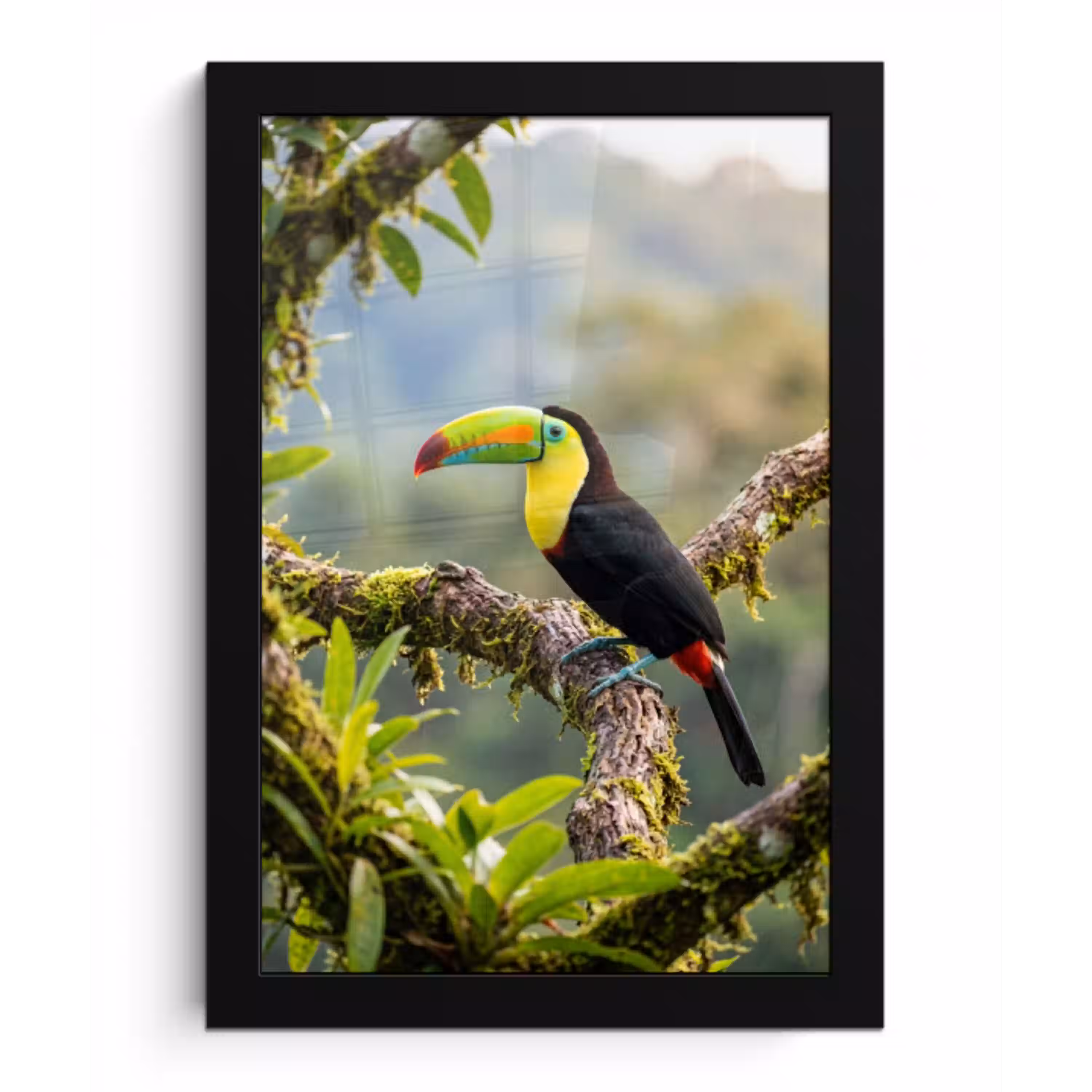 Toekan - Jungle - Natuur - Kleurrijk fotolijst zwart zonder passe partout klein -3d