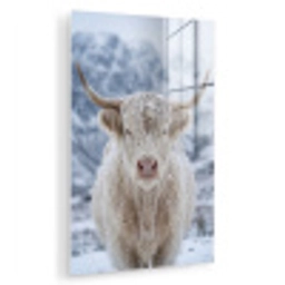 Schotse Hooglander - Sneeuw - Bergen - Winter plexiglas 5mm klein -zzzproduct_nieuw