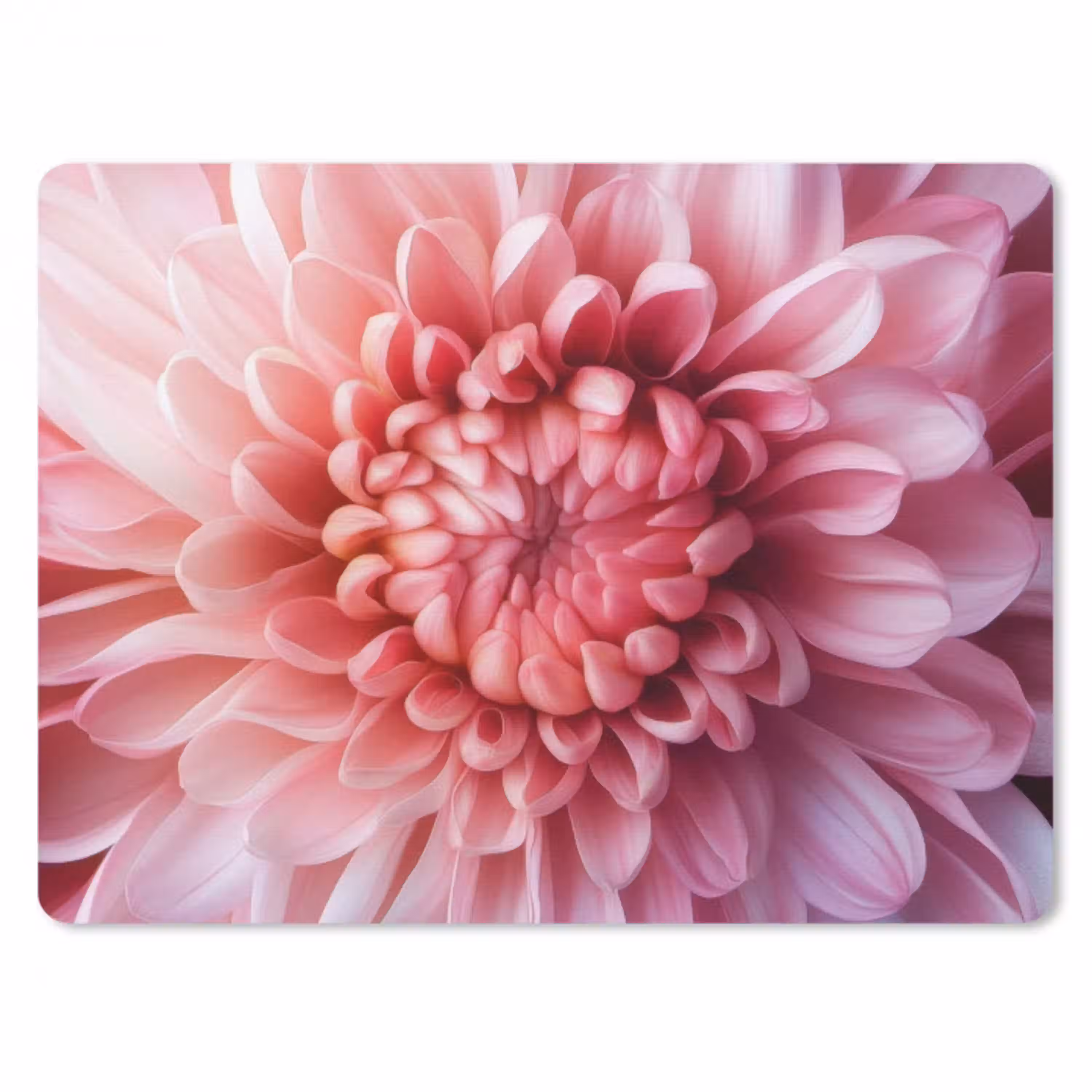 Dahlia - Bloem - Close up - Roze muismat rubber klein -3d