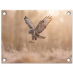 Buizerd - Roofvogel - Natuur - Bruin tuinposter los doek klein -3d