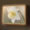 Narcis - Bloem - Minimalistisch Light Box met batterij (Wandlamp) middel -z3d_website