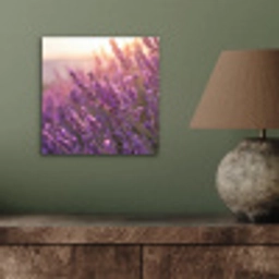 Lavendel - Paars - Zonlicht aluminium wit klein -sfeer2