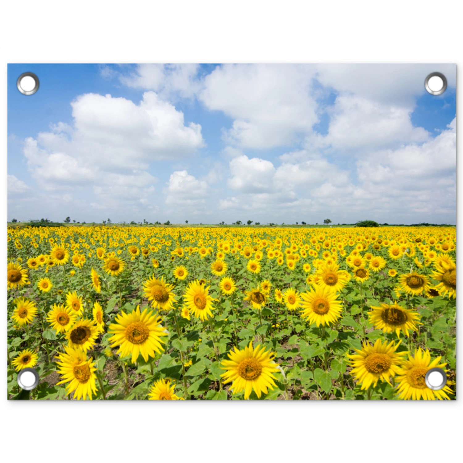 Zonnebloemen - Bloemen - Wolken - Natuur - Geel - Landschap tuinposter los doek klein -3d