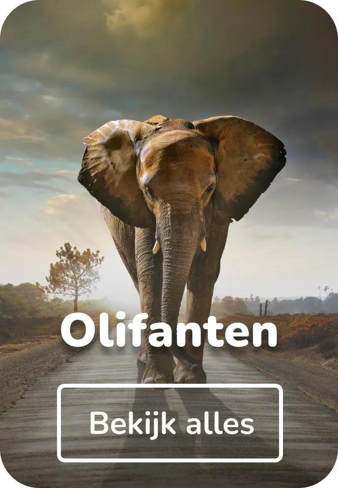 Canvas schilderijen olifanten