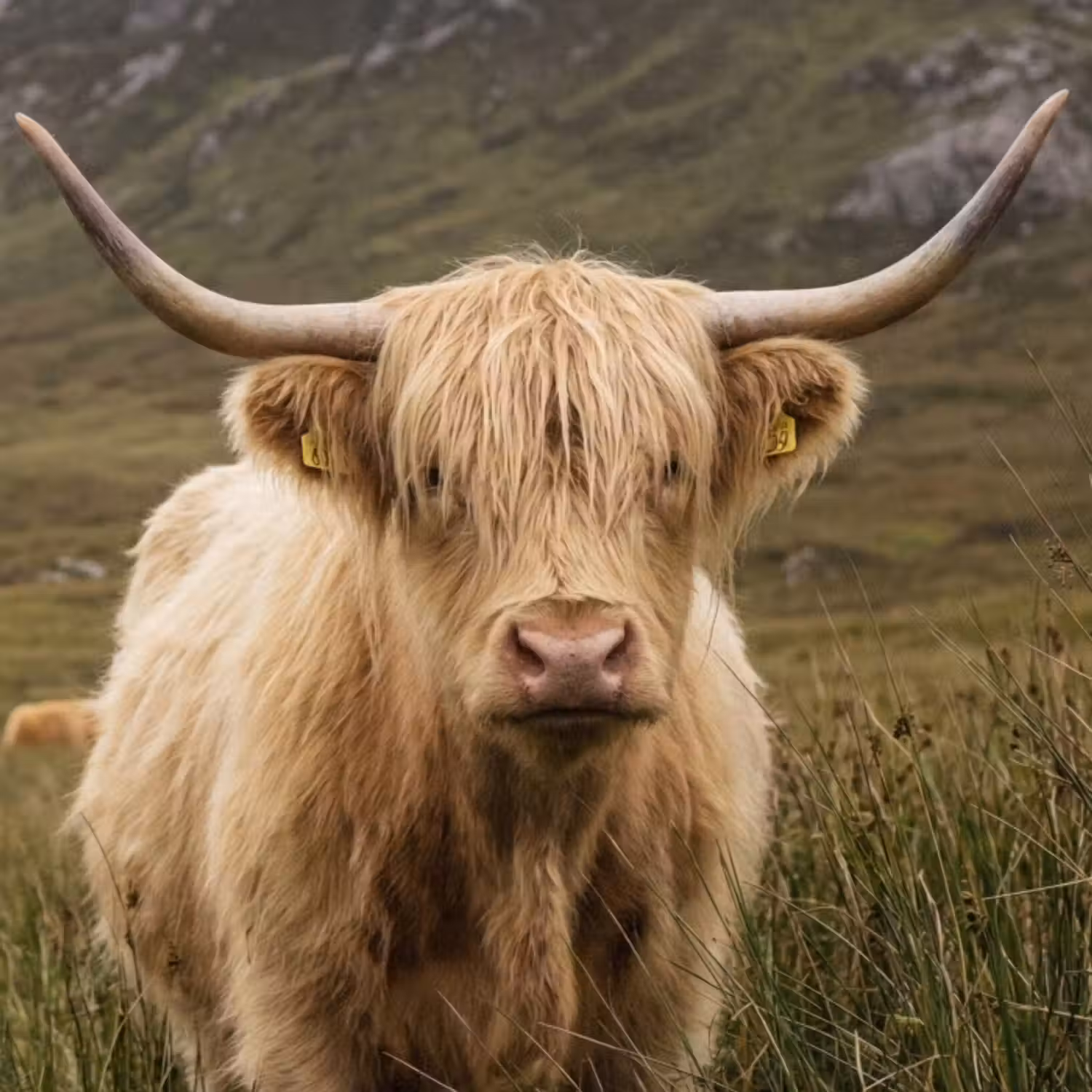 Behang - Schotse hooglander - Bergen - Grasveld