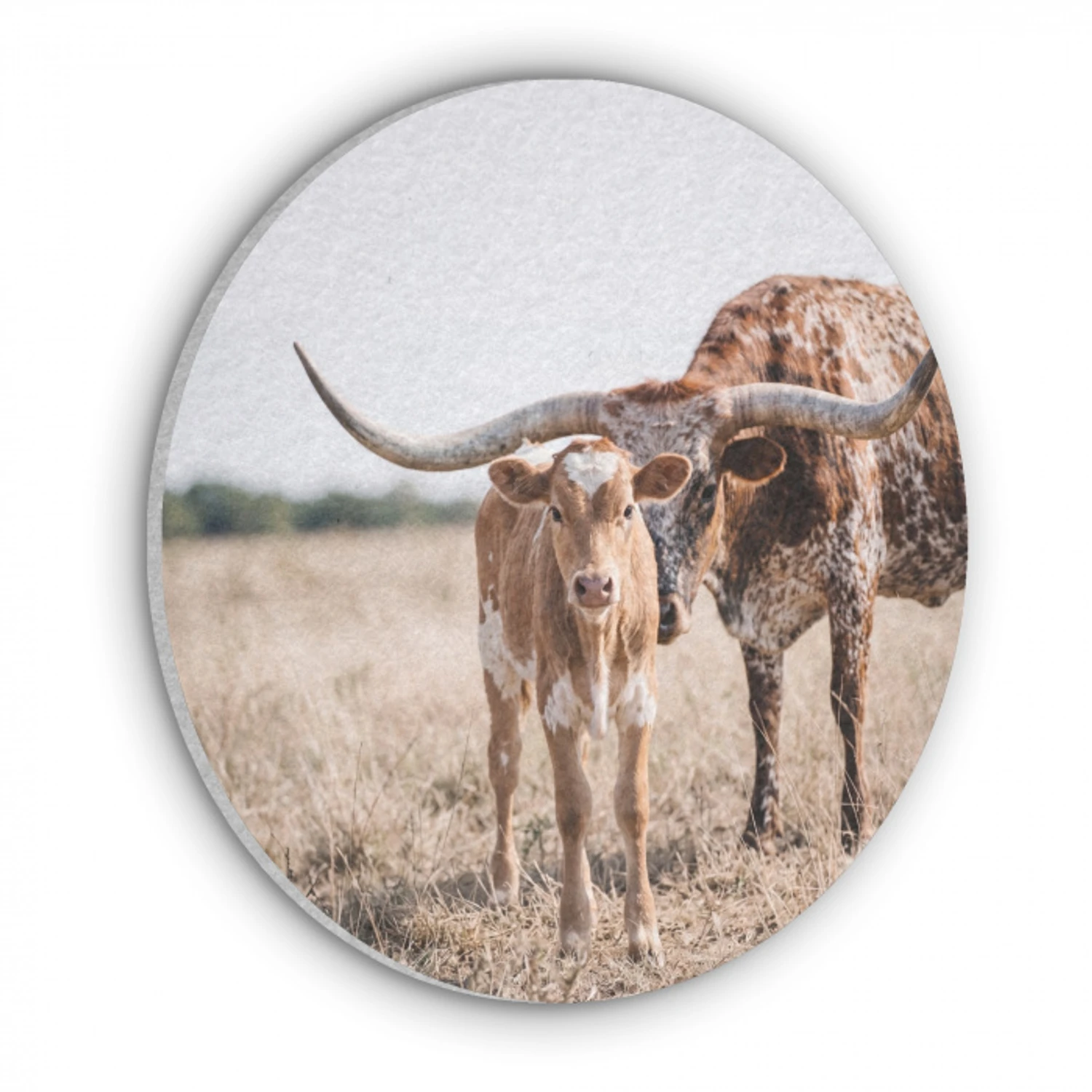 Texas Longhorn - Kalf - Weide - Dieren Akoestische PET Vilt - Rond klein -3d