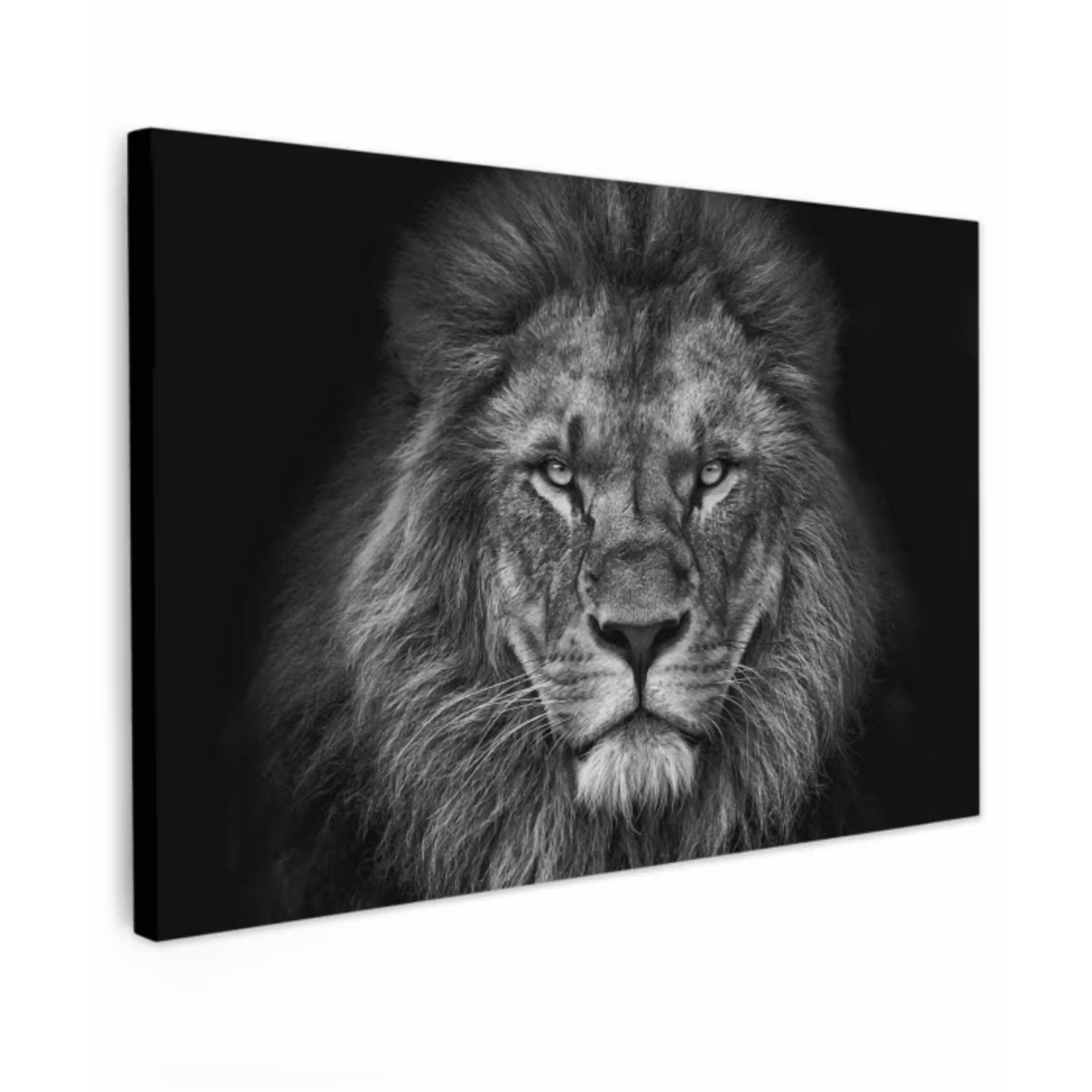 Zwart-wit portret van een leeuw Tuinposter op houten frame 2 cm dik klein -3d