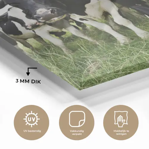 Koeien - Gras - Lente - Dieren - Weiland - Boerderij plexiglas 5mm klein -sfeer2