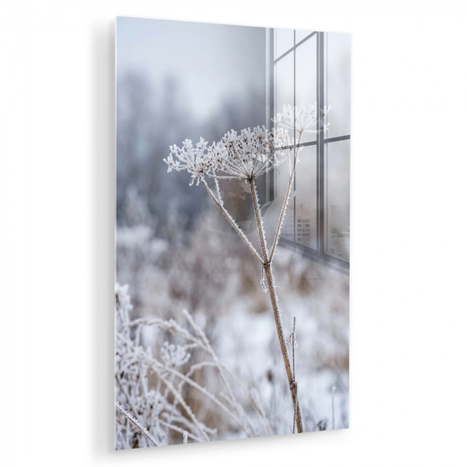 Schermbloem - Rijp - Kristallen - Winter - Delicaat plexiglas 5mm klein -zzzproduct_nieuw