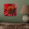 Close up - Bloem- Rood plexiglas 5mm klein -sfeer3