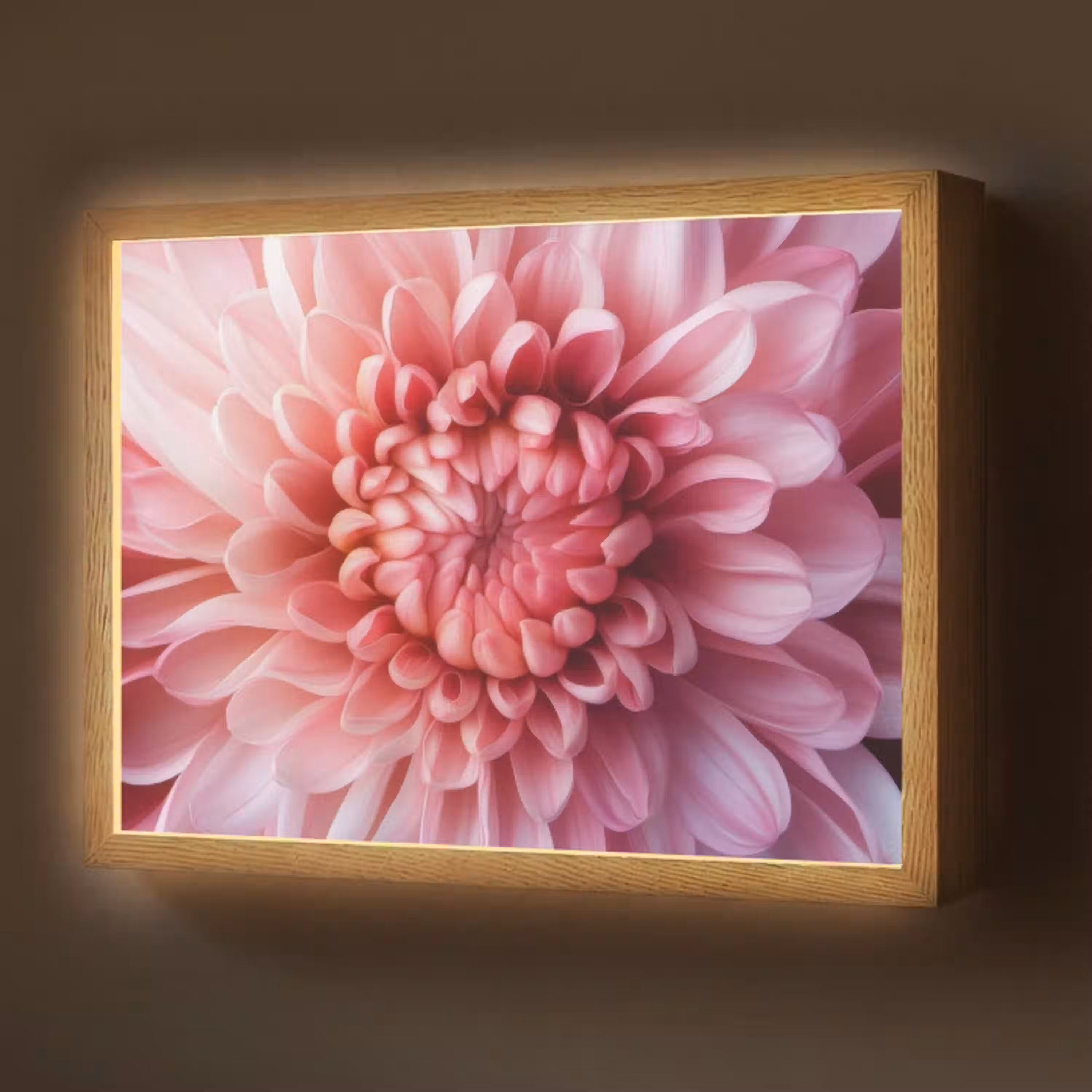 Dahlia - Bloem - Close up - Roze Light Box met batterij (Wandlamp) middel -z3d_website