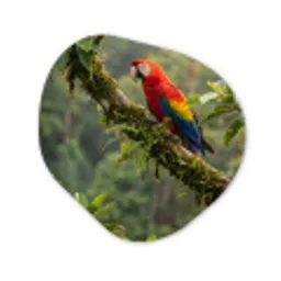 Ara - Jungle - Rood Wandcirkel Organisch Forex 3mm klein -3d
