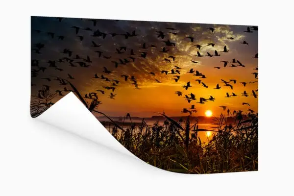 Tuinposter Zonsondergang Vogels