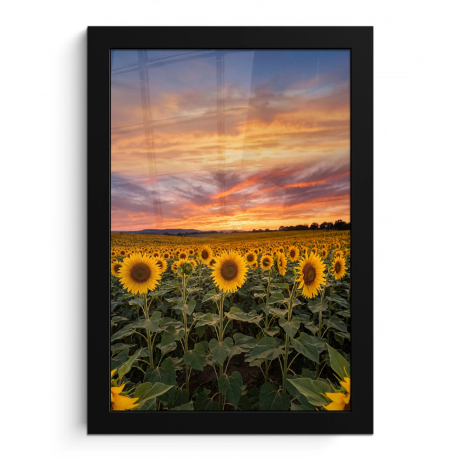 Zonnebloemen - Heuvellandschap - Geel fotolijst zwart zonder passe partout klein -3d
