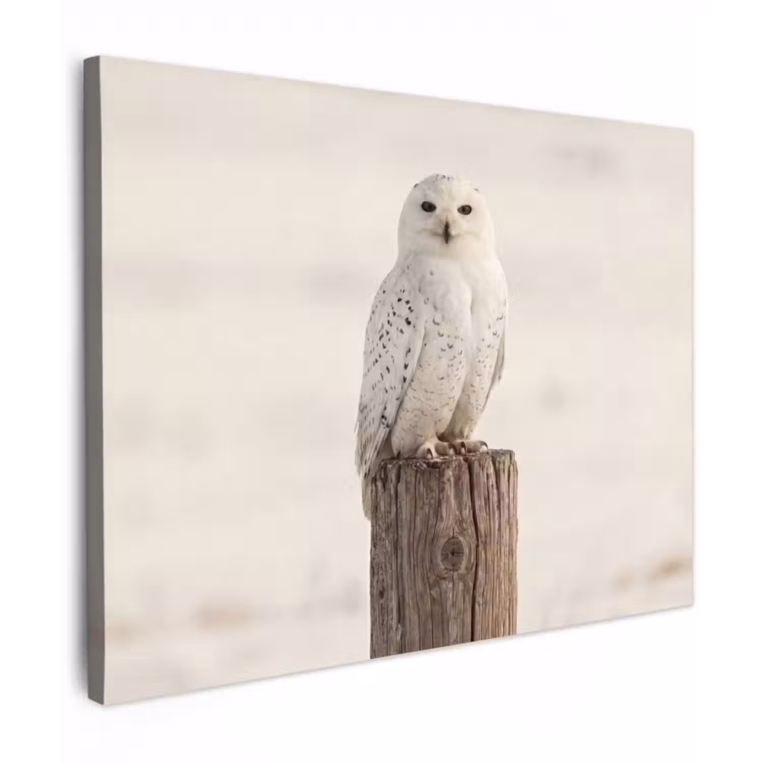 Canvas Print - Snowy owl - Pole - Winter - Portrait - Majestic