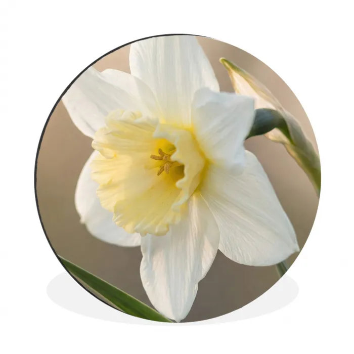Narcis - Bloem - Minimalistisch Wandcirkel aluminium klein -3d