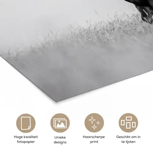 Paarden - Gras - Zwart - Wit poster papier klein -closeup_NL