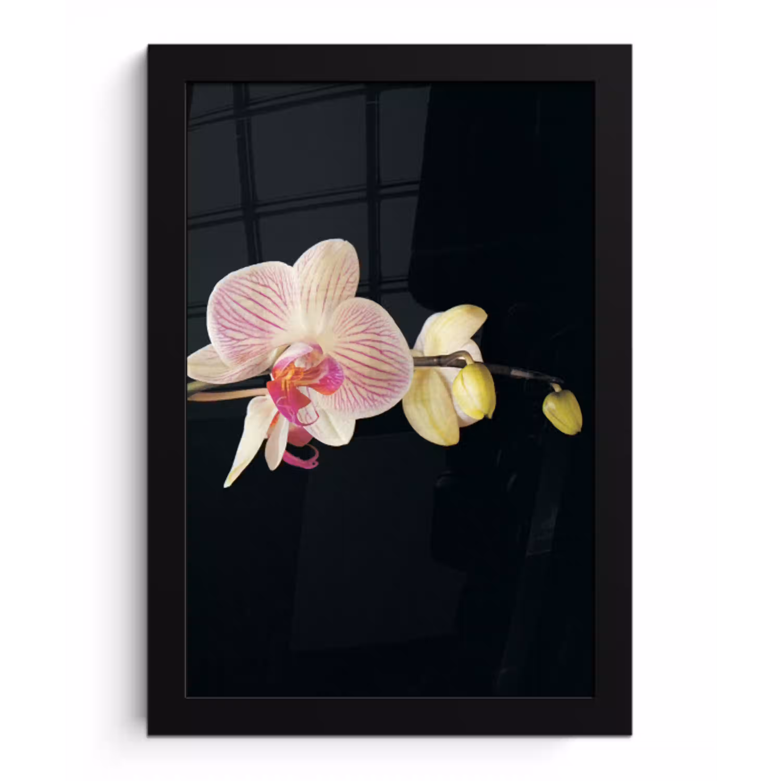 Orchidee - Bloemen - Zwart - Roze - Knoppen fotolijst zwart zonder passe partout klein -3d