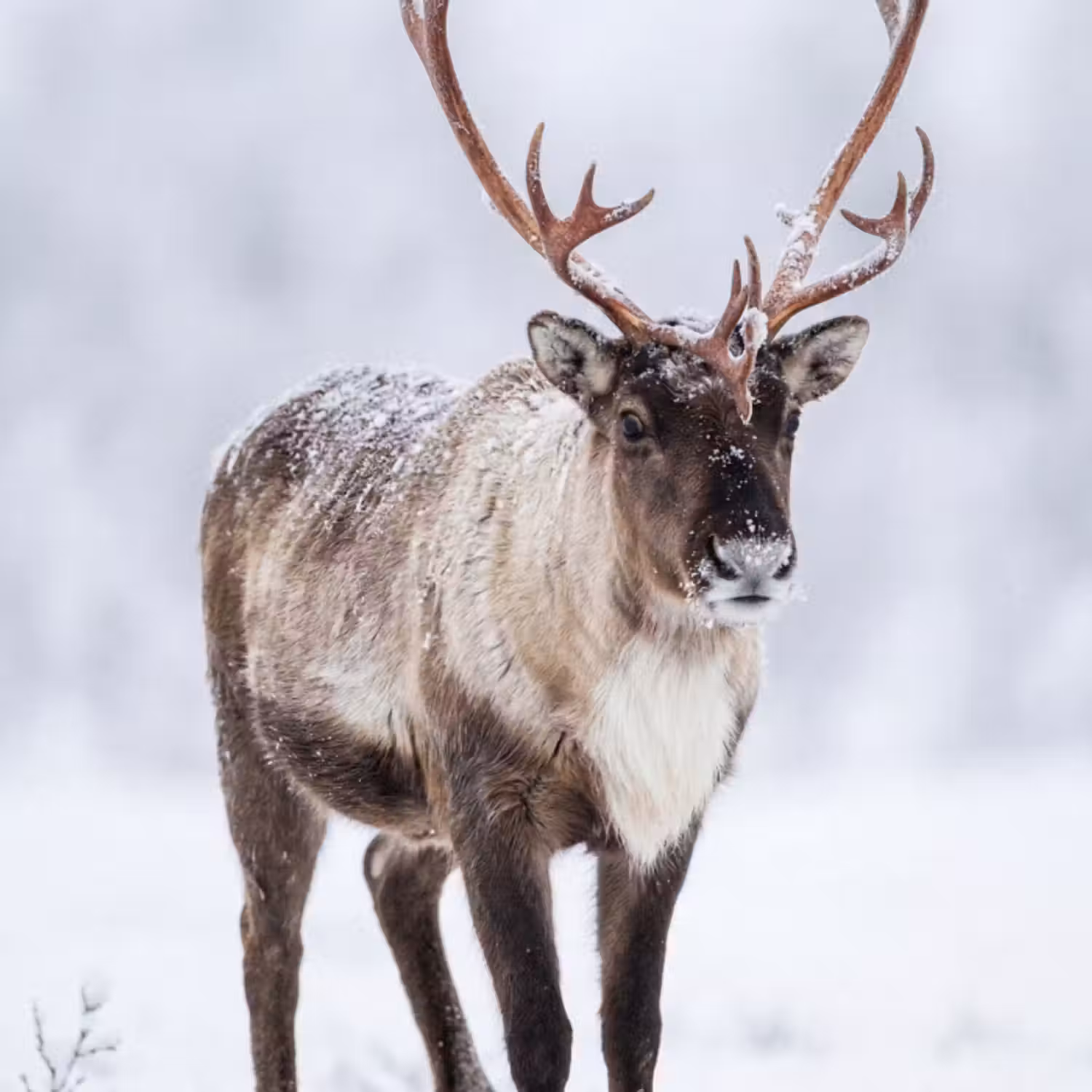 Behang - Rendier - Gewei - Toendra - Sneeuw - Wild