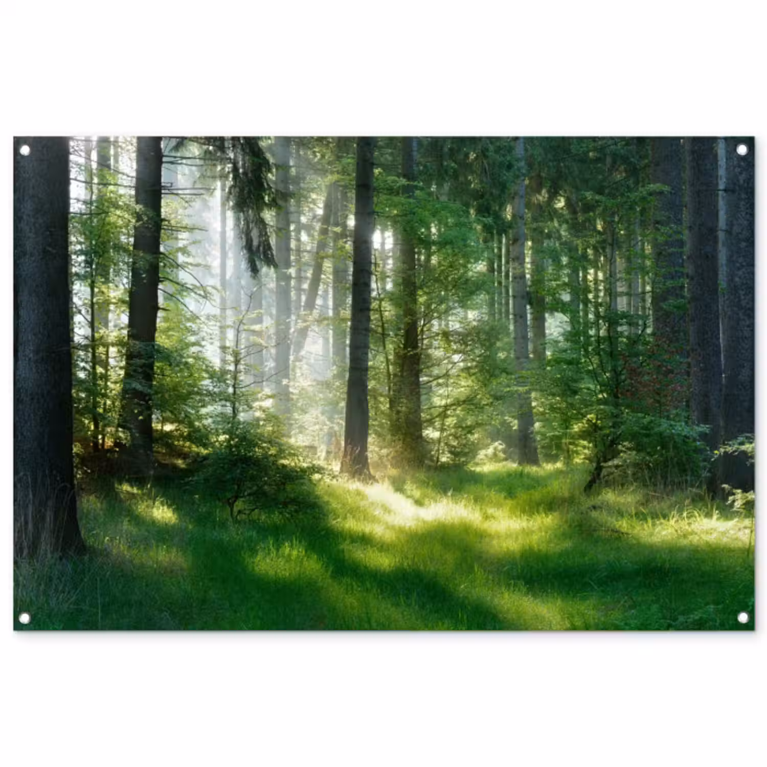 Tuinposter - Zonnestralen in een groen bos