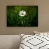 Wit - Madeliefje - Bloem - Gras canvas 2cm klein -sfeer3