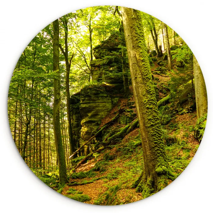 Bomen - Steen - Bos - Natuur - Planten Wandcirkel kunststof plaat 5mm dik klein -3d