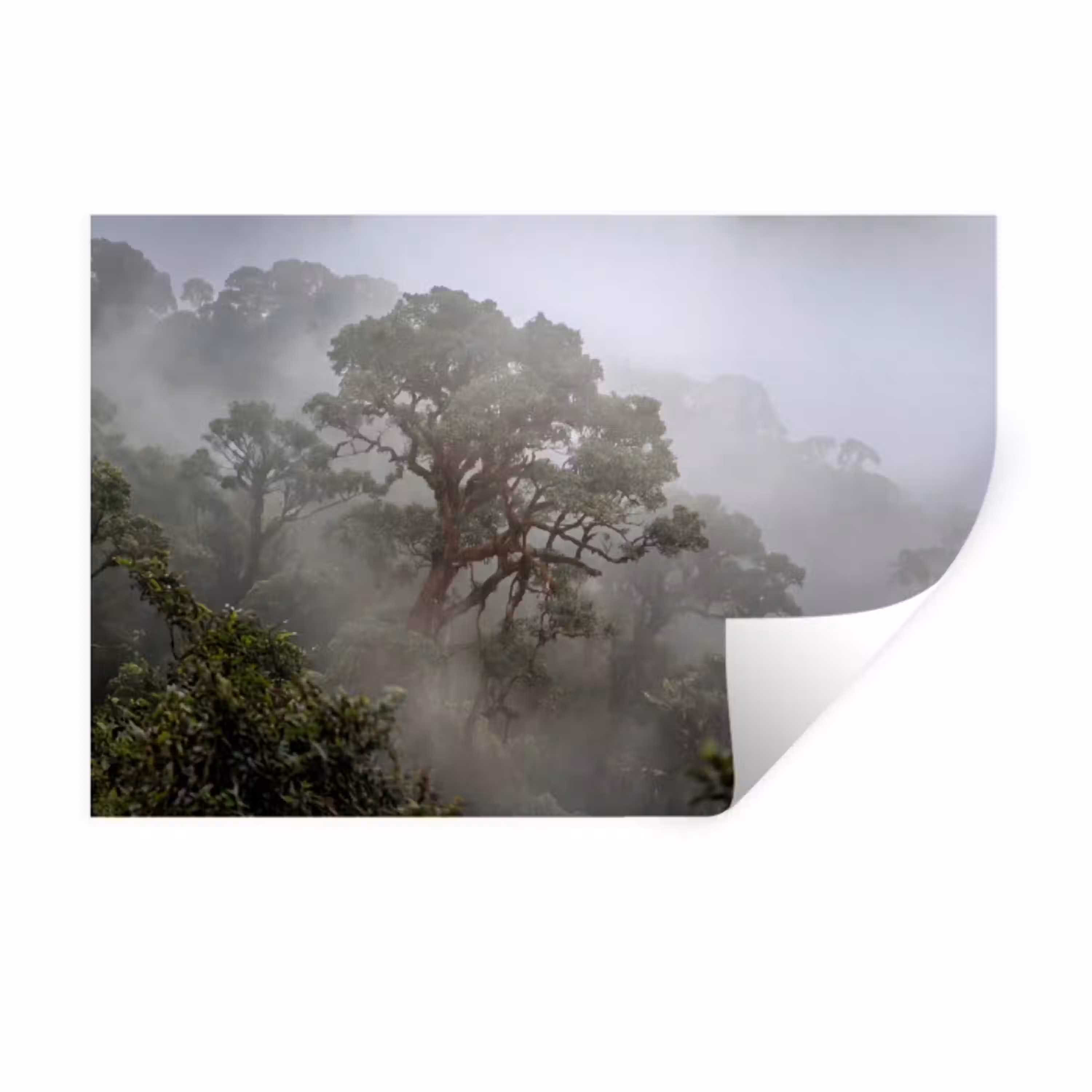 Boom - Mistig - Bos - Groen - Natuur Muursticker klein -3d