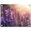 Lavendelbloemen - Paars - Zonlicht tuinposter los doek klein -3d